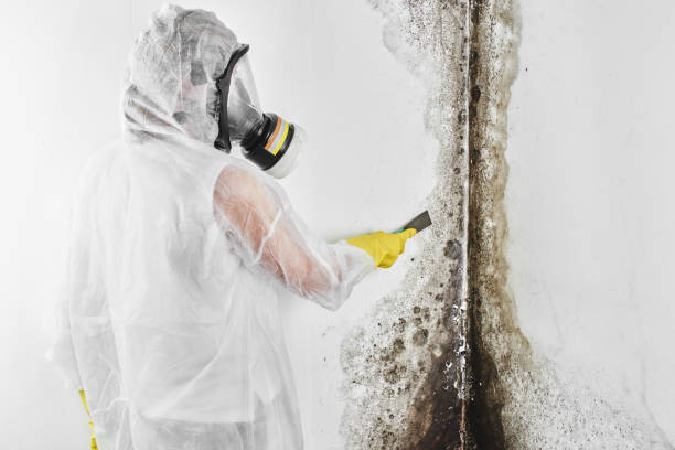 Best Localized Mold Remediation (e.g., coastal areas, humid climates) in Dexter, MI