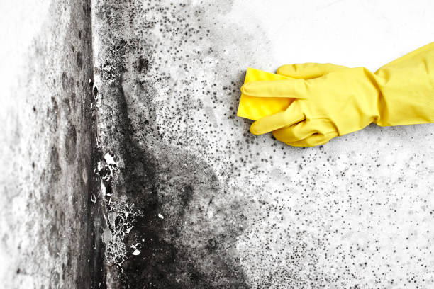 Best Emergency Mold Remediation in Dexter, MI