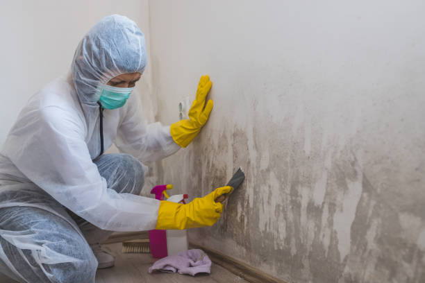 Best Industrial Mold Remediation in Dexter, MI