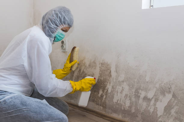 Best Basement Mold Remediation in Dexter, MI