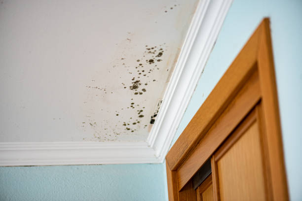Best Residential Mold Remediation in Dexter, MI