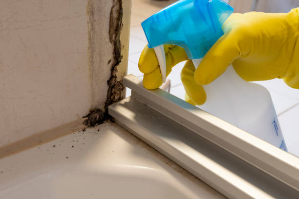 Best Mold Remediation for Specific Building Types in Dexter, MI