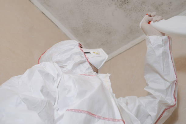 Best Attic Mold Remediation in Dexter, MI