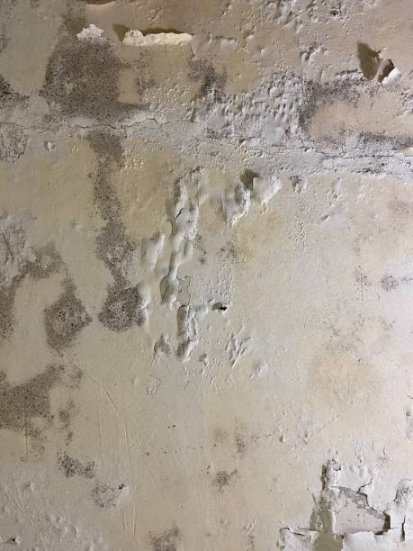 Best Insurance-Related Mold Remediation in Dexter, MI