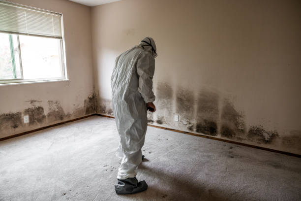Best HVAC Mold Remediation in Dexter, MI