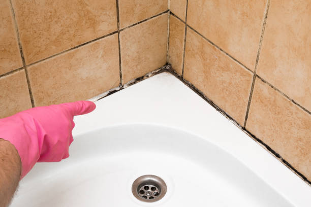 Reliable Dexter, MI Mold Remediation Solutions